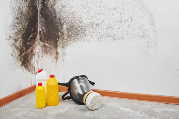 Best Mold Damage Repair  in Kingston, RI