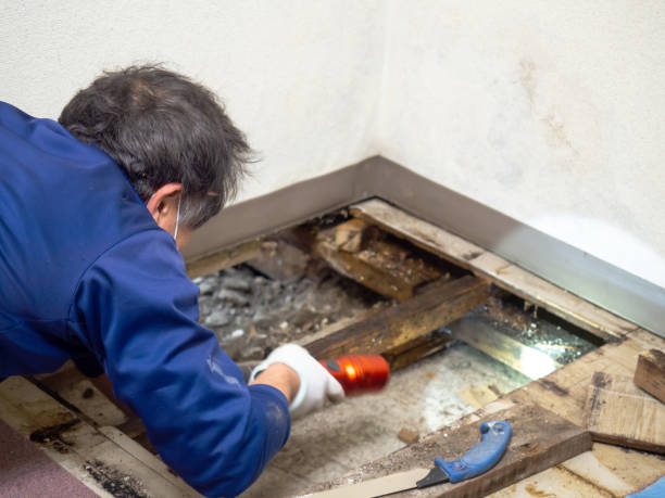 Best Affordable Mold Removal  in Kingston, RI