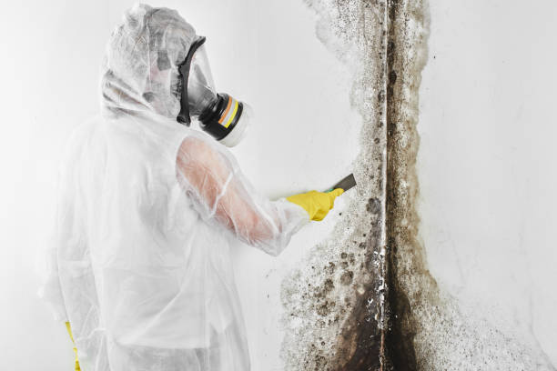 Best Mold Removal Near Me  in Kingston, RI