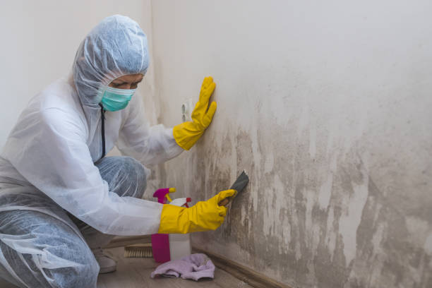 Certified Mold Removal in Kingston, RI