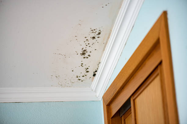 Best Mold Inspection  in Kingston, RI