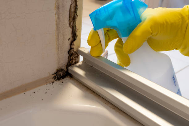 Best Toxic Mold Removal  in Kingston, RI