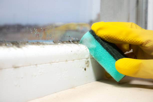 Best Fast Mold Removal  in Kingston, RI