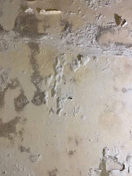 Best Attic Mold Removal  in Kingston, RI