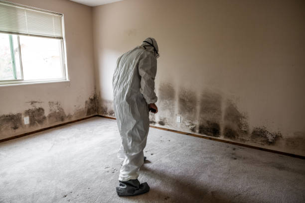 Best Black Mold Removal  in Kingston, RI