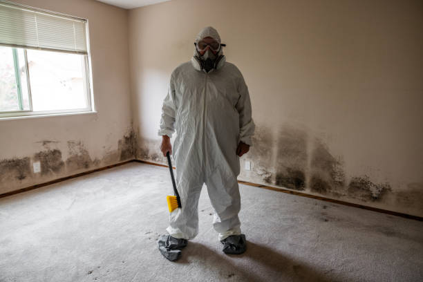 Best Mold Removal Company Near Me  in Kingston, RI