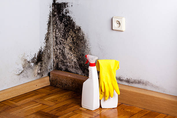 Best Attic Mold Removal  in Kingston, RI
