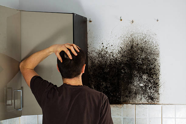 Best Professional Mold Removal  in Kingston, RI