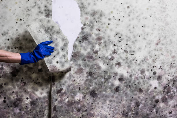 Best Mold Removal Near Me  in Kingston, RI