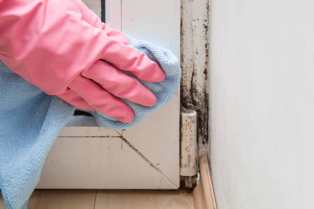 Home Mold Removal in Kingston, RI
