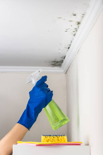 Best Home Mold Removal  in Kingston, RI