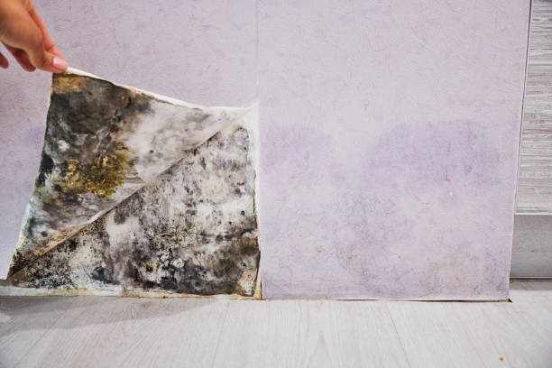 Best Mold Cleaning Services  in Kingston, RI